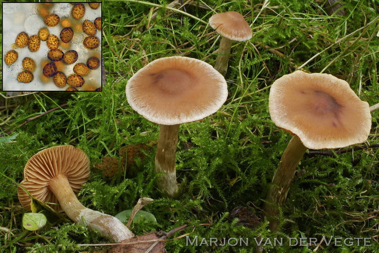 Bedrieglijk muffe gordijnzwam - Cortinarius semiodoratus